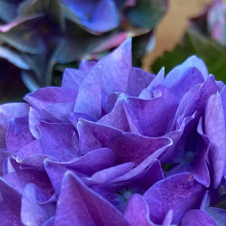 아파트 Hirschsprung