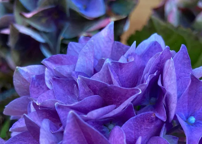 דירה Hirschsprung